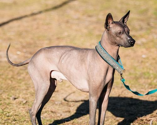 中国冠毛犬（了解中国冠毛犬的特点和优势，为家庭生活带来便利与快乐）