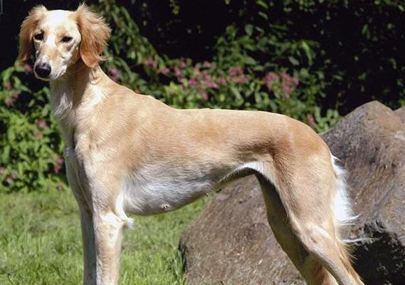 波士顿犬（犬界绅士的4大优点，让你爱不释手）