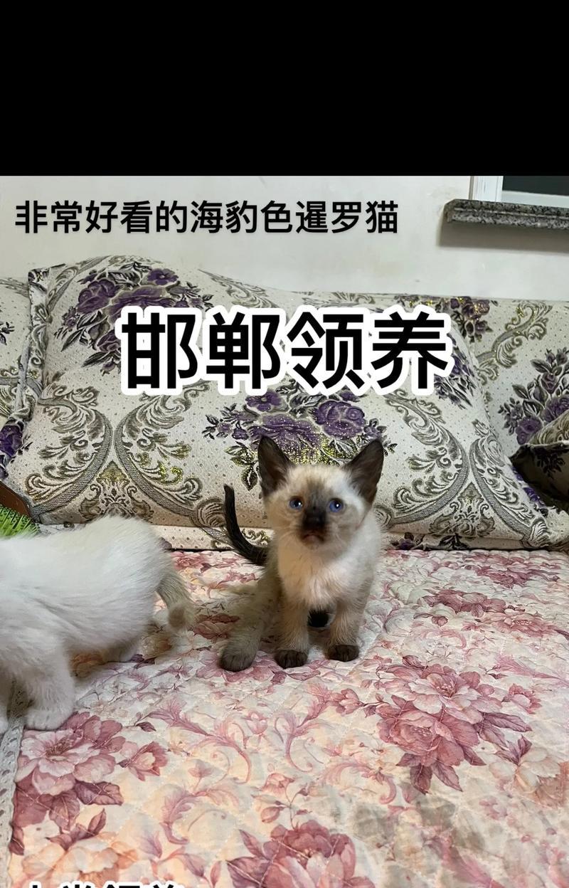 养只暹罗猫，享受与它的美好时光（暹罗猫的独特魅力及养它的益处）