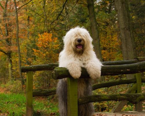 古代英国牧羊犬（探索古代英国牧羊犬的亲人特质与历史血统）