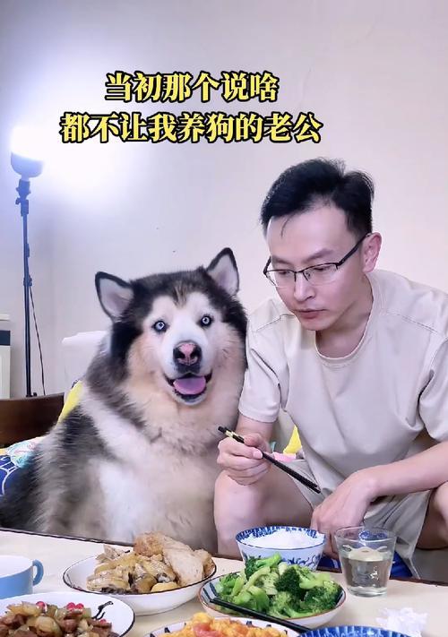 阿拉斯加犬（为什么很少人养阿拉斯加犬？七大原因揭秘）