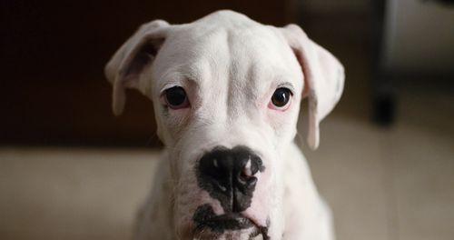 了解阿根廷杜高犬的特点及其在香港的禁止情况（香港四大禁犬之一，探索阿根廷杜高犬的魅力与争议）