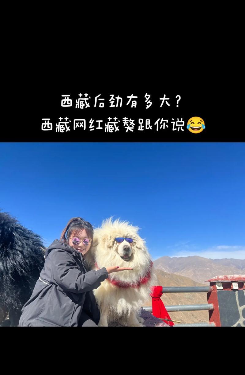 探秘东方神犬——藏獒的神秘与力量（珍贵而威严的藏獒，守护者的选择）