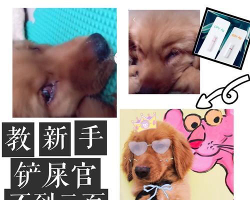 狗狗染上瘟疫怎么办？应对犬瘟的方法和预防措施（犬瘟的症状、治疗与预防，让你的狗狗健康无忧）