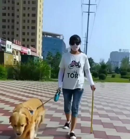 如何正确饲养金毛犬？（打造一个幸福健康的金毛犬家庭）