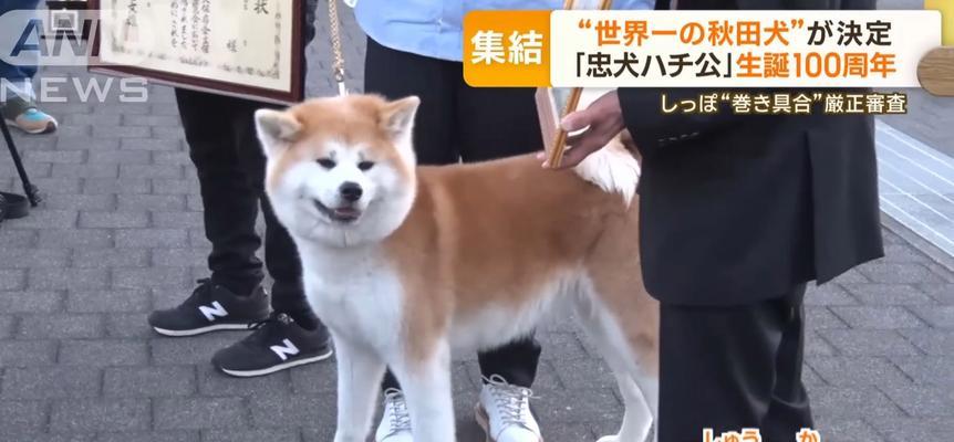 为什么养秋田犬的人不多？（探寻秋田犬不受欢迎的原因）