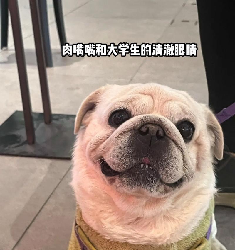 揭秘巴哥犬的五个冷知识（探索巴哥犬的独特特征和品质，了解这个迷人的犬种）