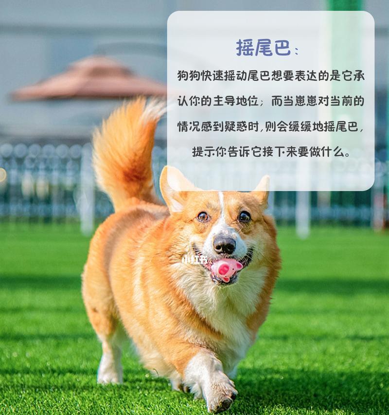 训练狗狗听话的方法（15个简单又有效的训练技巧，让你的狗狗乖乖听话）