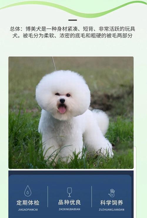 博美犬价格揭秘（从品质到来源，了解博美犬价格的关键因素！）