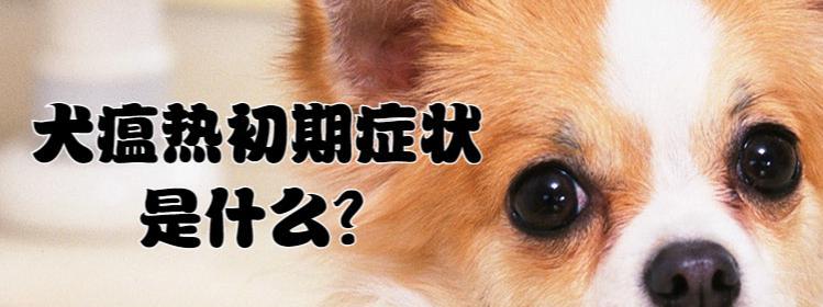 犬瘟热——了解与预防（保护你的宠物免受犬瘟热的侵害）