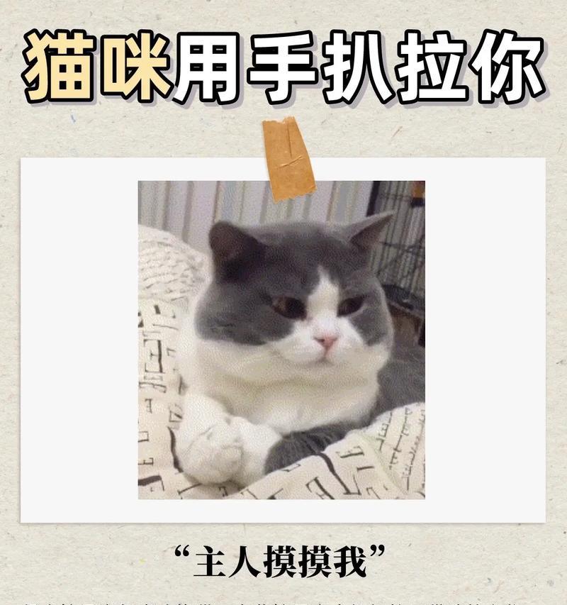 猫的出现意味着什么？（探索猫的象征与意义）