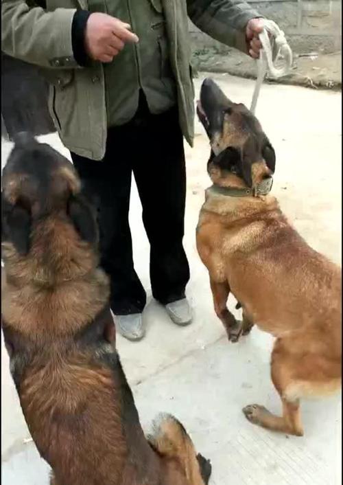 以马犬狗的饮食指南（了解以马犬狗的健康饮食，让你的宠物更强壮）