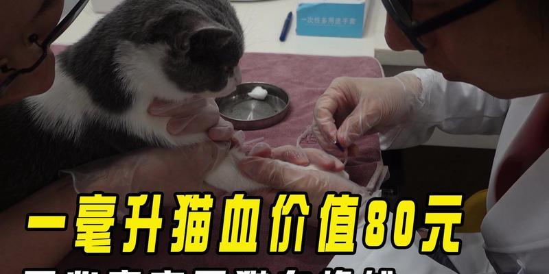 猫的利用价值与人类生活（探索猫的多重价值及其在人类社会中的角色）