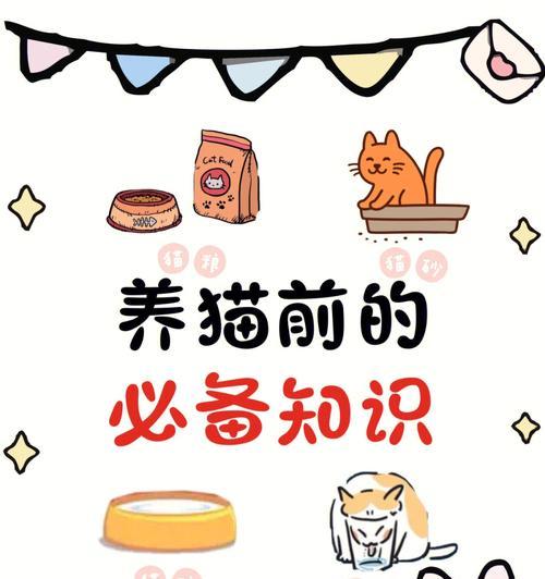 接新猫回来的注意事项（如何为新猫做好准备及适应新环境）