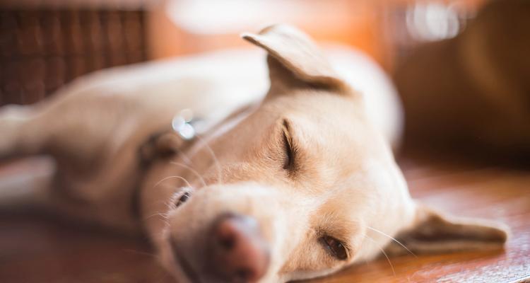 如何处理狗狗呕吐问题（小犬异常呕吐的原因和应对措施）