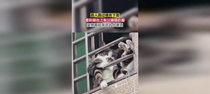 猫趴窗台的征兆及其含义（探秘猫咪趴在窗台上的奥秘）