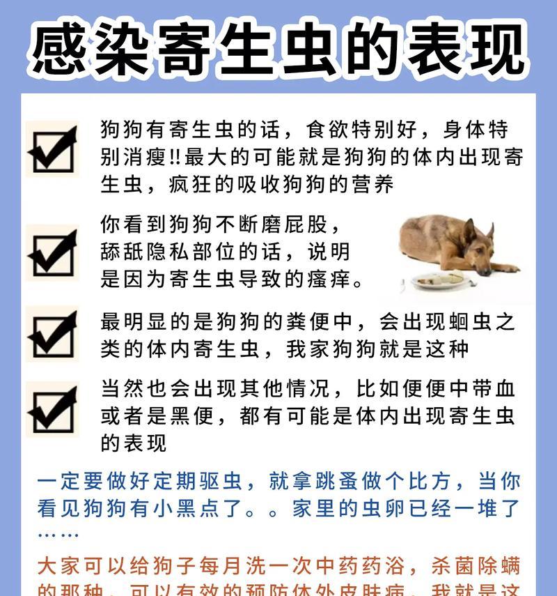 狗狗染上蜱虫会引发哪些反应？（了解狗狗与蜱虫的危险接触，预防为先！）