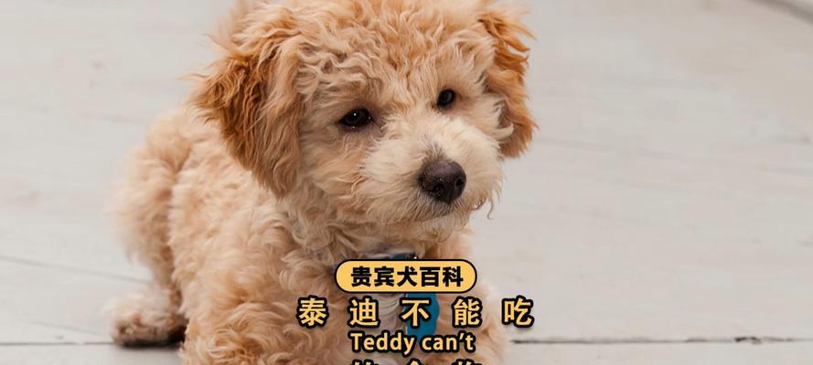 泰迪狗的理想毛食（以泰迪狗吃什么毛好？一起探讨下！）