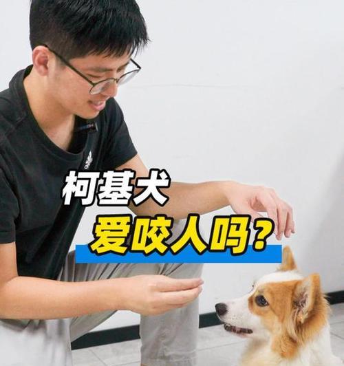 为什么有些狗老是咬人？（探寻狗咬人行为的原因与解决方法）