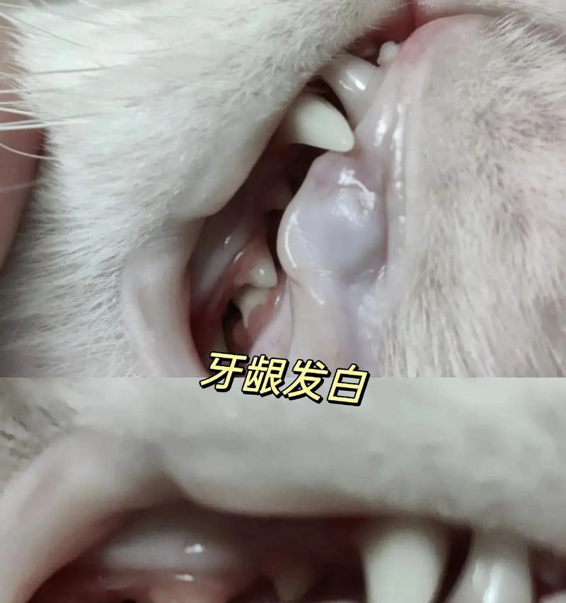 小猫早餐食谱分享（宠物猫的早上吃什么好？解析小猫早餐最佳食物选择）