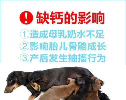 解决狗不下奶的有效方法（为你的爱犬提供正确的饮食和护理）