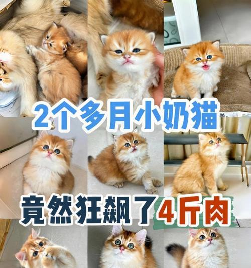 如何为你的猫提供健康的饮食？（以猫喂什么吃的比较好）