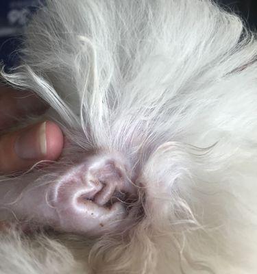 狗的正常耳屎是什么样的？（了解狗的耳屎类型与常见问题）