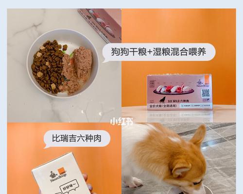 湿粮与干粮，你了解它们的区别吗？（为你的狗狗选择合适的饮食）