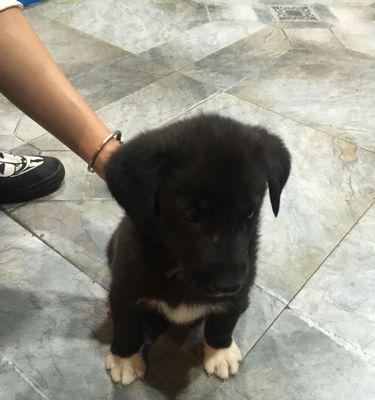 以脚白的狗为什么不好？（探讨脚白犬的不良品性与健康问题）