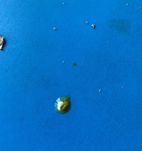 治疗鹦鹉拉稀的药物及注意事项（鹦鹉拉稀的药物治疗和预防措施）