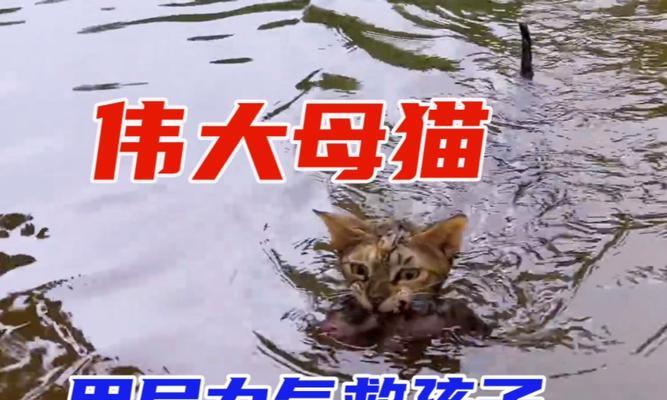猫为什么害怕水（揭秘猫咪的水源恐惧）
