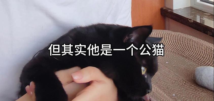 猫咪交配后多久公猫离开母猫？（了解公猫离开母猫的时间和原因）