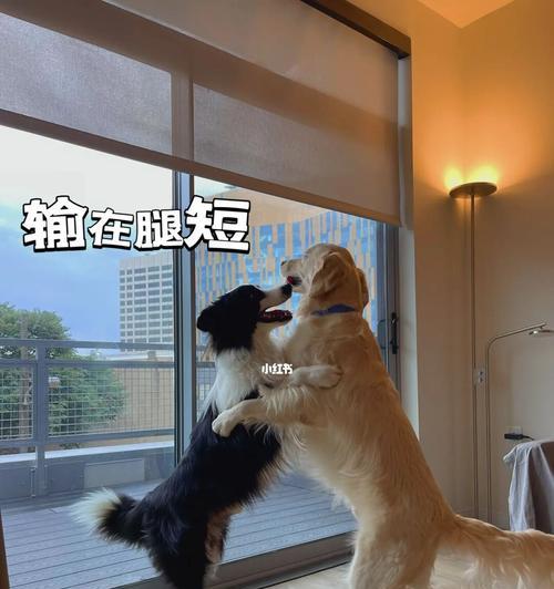 小金毛喝水的注意事项（健康饮水，关键在细节）