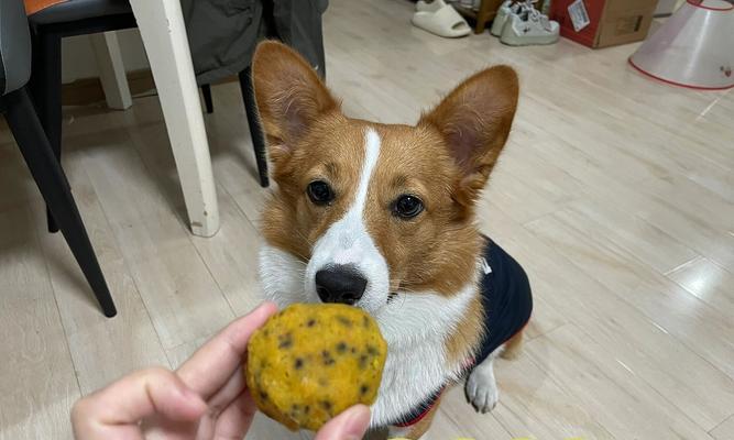 以狗自制窝窝头，美味与健康的完美结合（窝窝头，给宠物狗的健康之选）