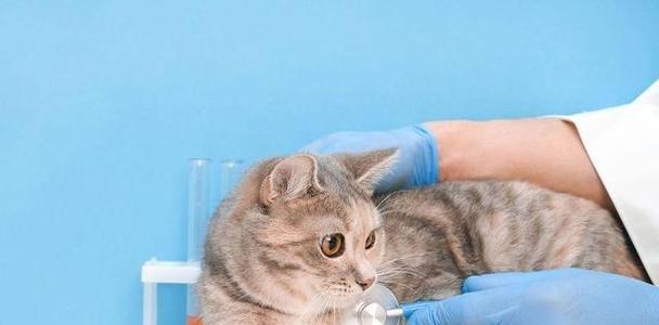 猫拉稀的原因和处理方法（探究猫拉稀的常见原因，以及有效的处理方法）