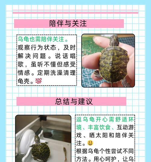 乌龟的最佳伴侣选择（与小鱼共舞的乌龟养殖之道）