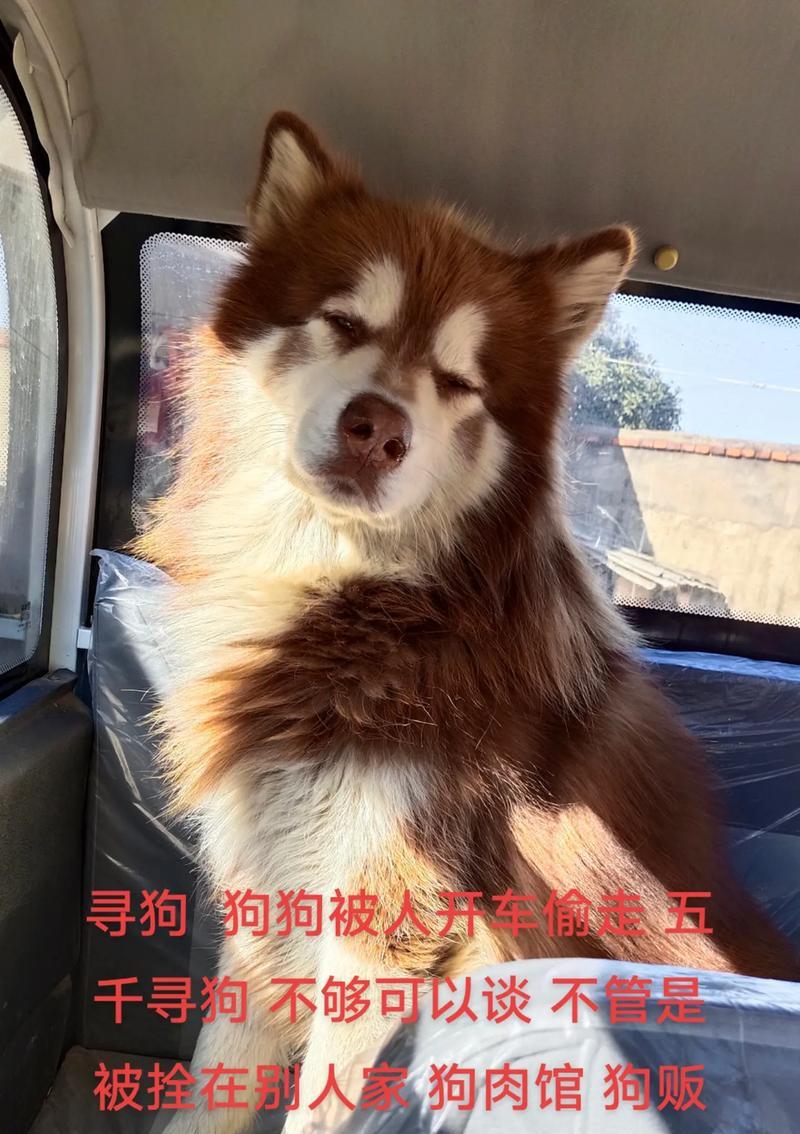 阿拉斯加与其他狗品种的杂交——探索新的狗类品种（以阿拉斯加为基础，创造出更加独特的狗类品种）