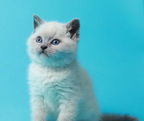 探索蓝猫的世界（揭开蓝猫神秘的色彩世界）