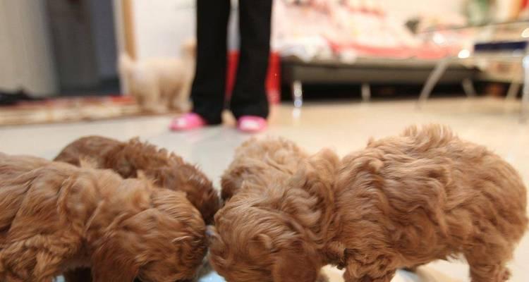 大型犬如何摄入足够的钙质？（以什么为主食可以最好地补充大型犬的钙需求？）
