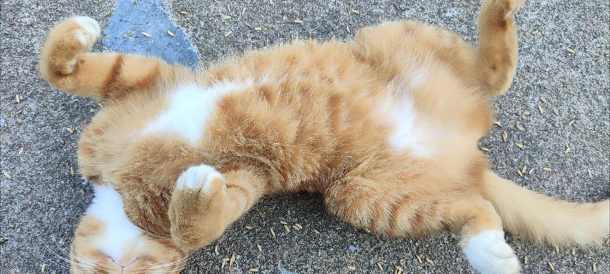 猫胡子变黑的原因及解决方法（探究猫胡子变黑的因素与调理技巧）