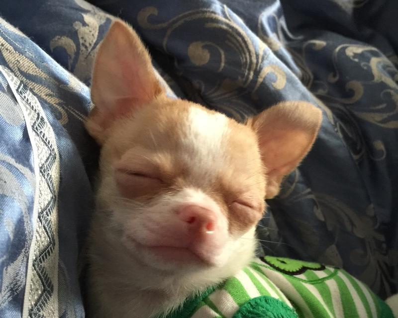 探索狗的体味之谜（了解不同犬种的体味特点和原因，以及如何应对）
