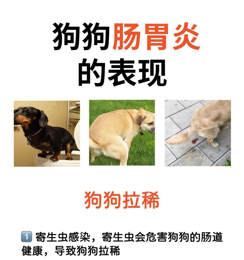 狗狗肠炎饮食指南（帮助狗狗康复的营养饮食建议）