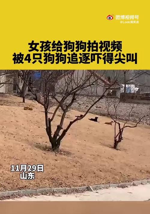 狗狗尖叫的原因及对其进行合理管理的重要性（为什么不能对狗狗尖叫？尖叫行为的背后隐藏着什么问题？）