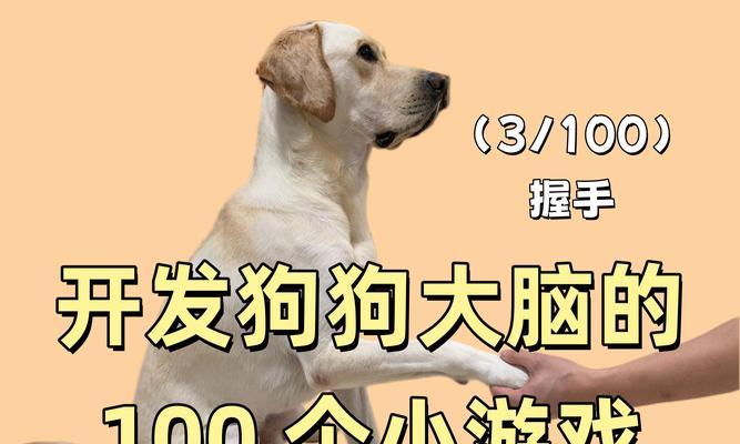 握手背后的情感连结——狗狗握手的意义与效果（增进沟通亲近的狗狗握手，）
