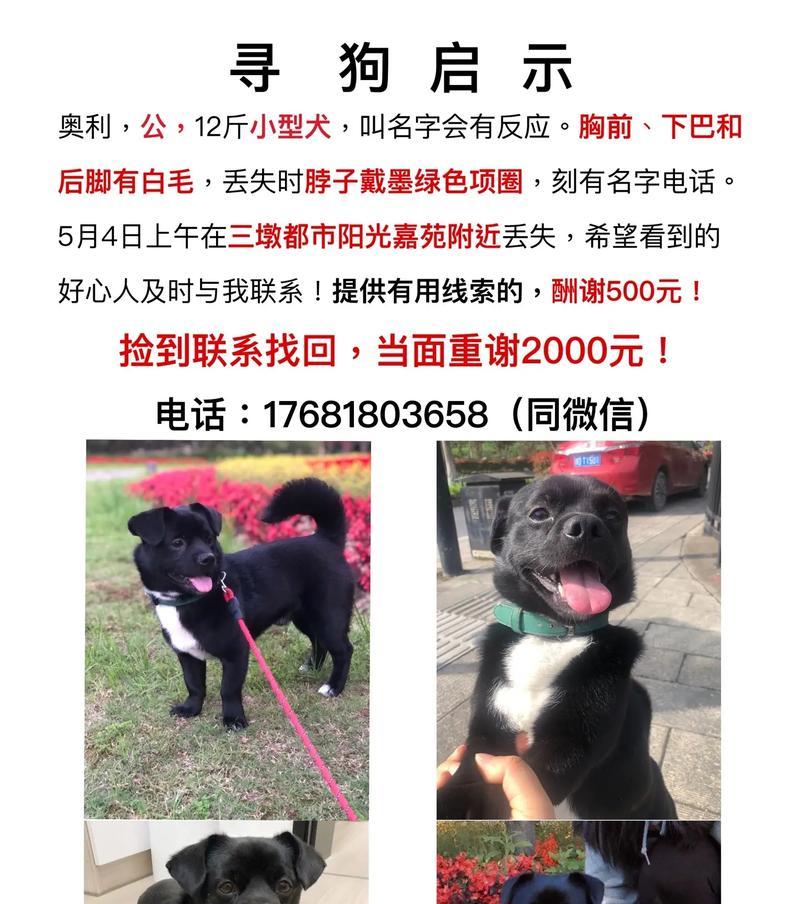 杭州抓狗事件（杭州市发布热线电话，居民积极举报和反馈狗类问题）