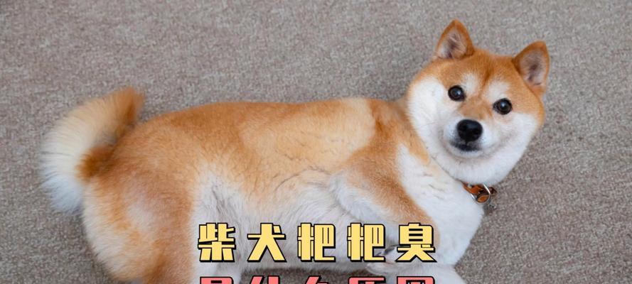 幼犬大便臭的原因及处理方法（解析幼犬大便臭的原因，教你正确处理幼犬大便臭问题）