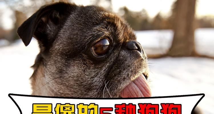 为什么有的狗那么傻（探究狗傻的原因及解决方法）