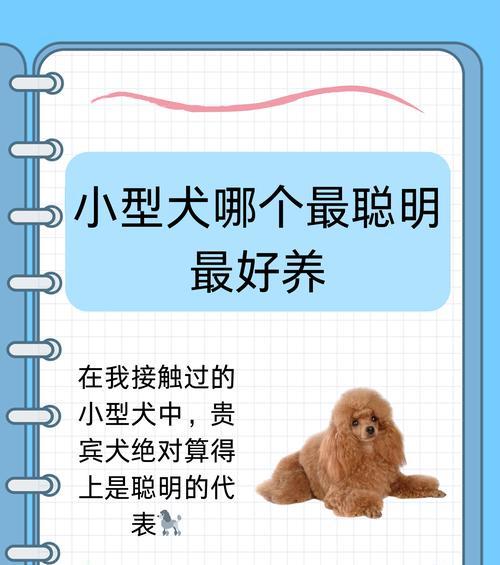 探寻泰迪的爱好世界（了解泰迪喜欢的活动和玩具）