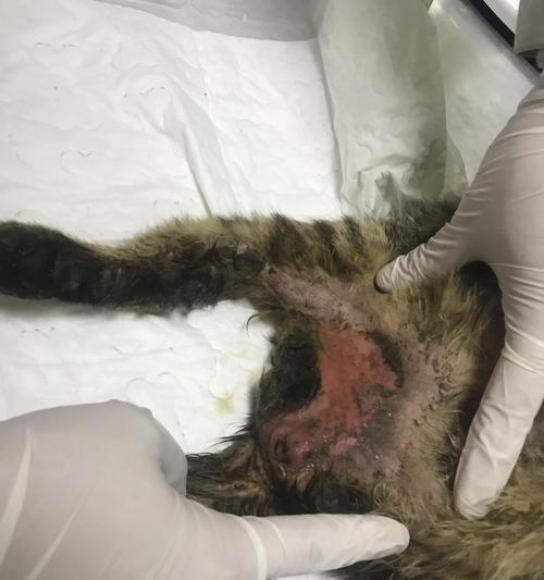 小猫脊椎受伤的表现与处理方法（了解小猫脊椎受伤的常见症状及正确处理方法）