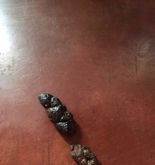 泰迪拉不出来怎么办？——解决便秘问题的药物推荐（专家指导，找到适合泰迪的便秘解决方案）
